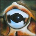 Augenblick eines Schmuckhornfrosches; Acryl auf Leinwand;
30 x 30 cm